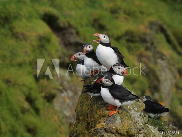 Picture of Group of puffins on a cliff